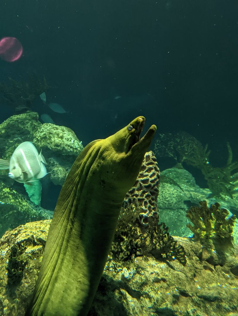 Green Moray Eel