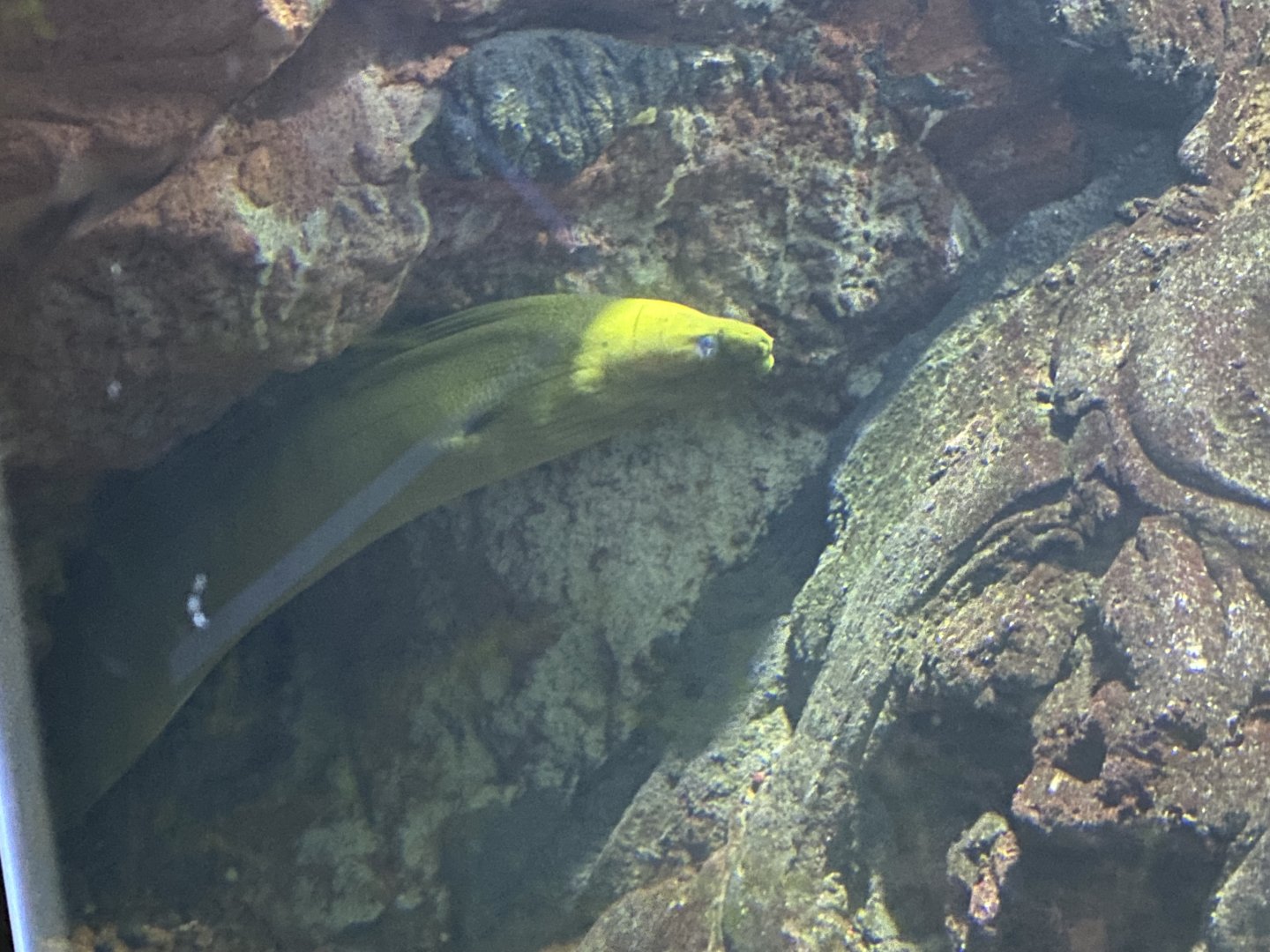 Green moray eel