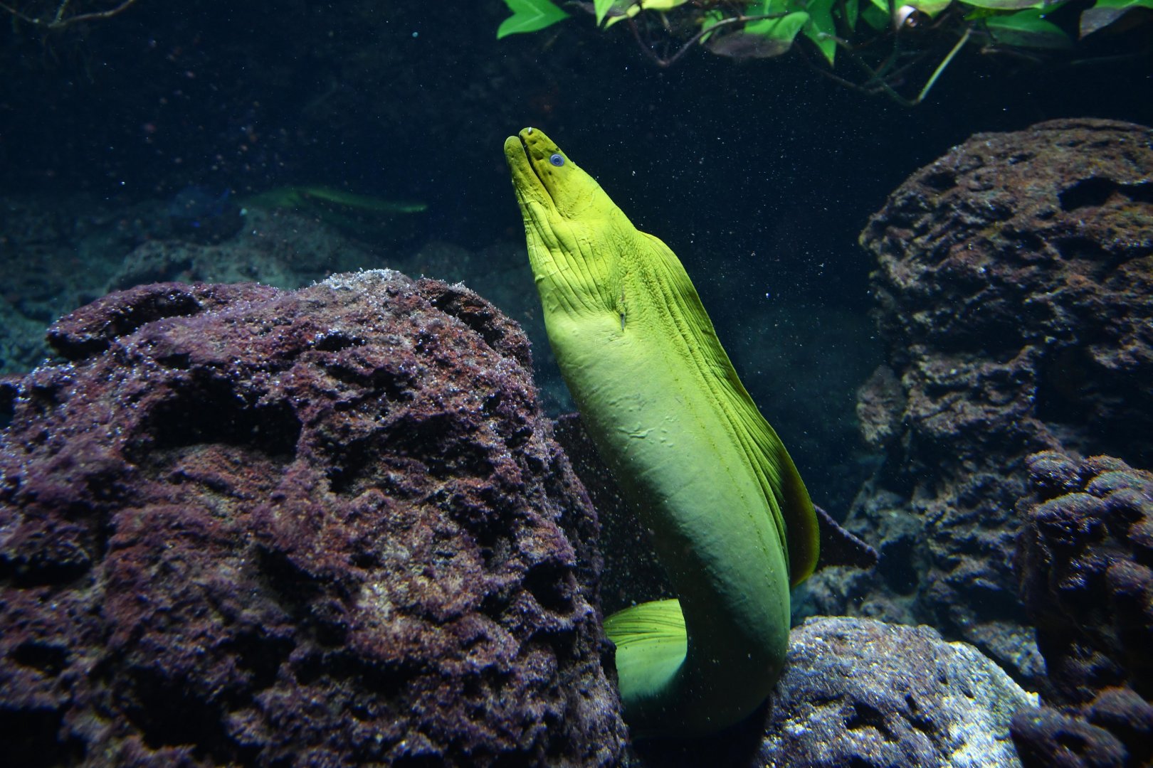 Green moray (Gymnothorax funebris)