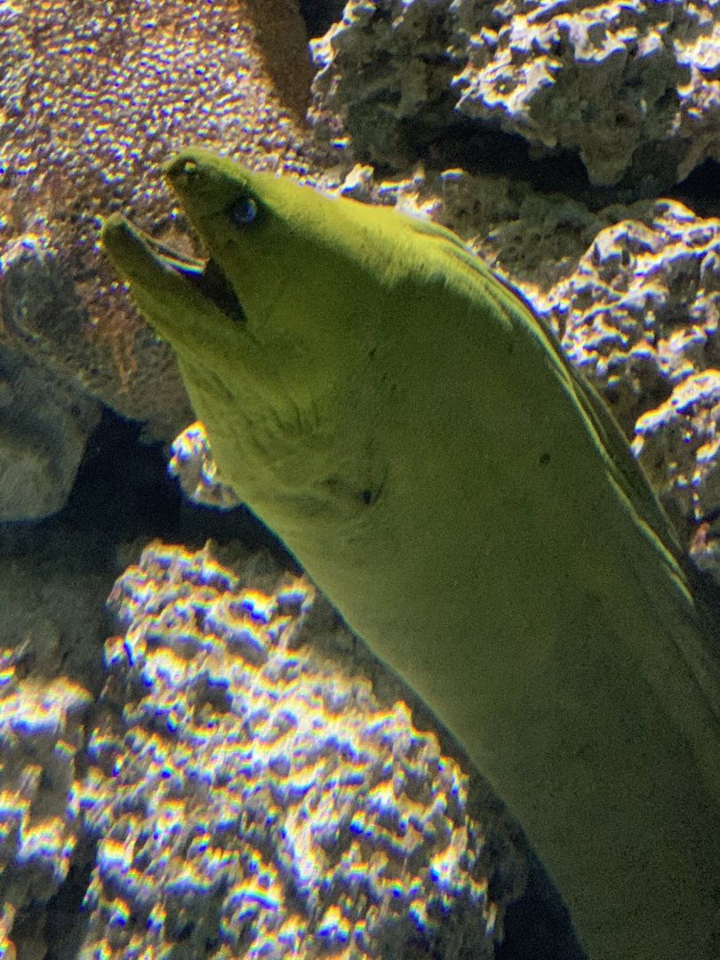 Green Moray (Gymnothorax funebris)