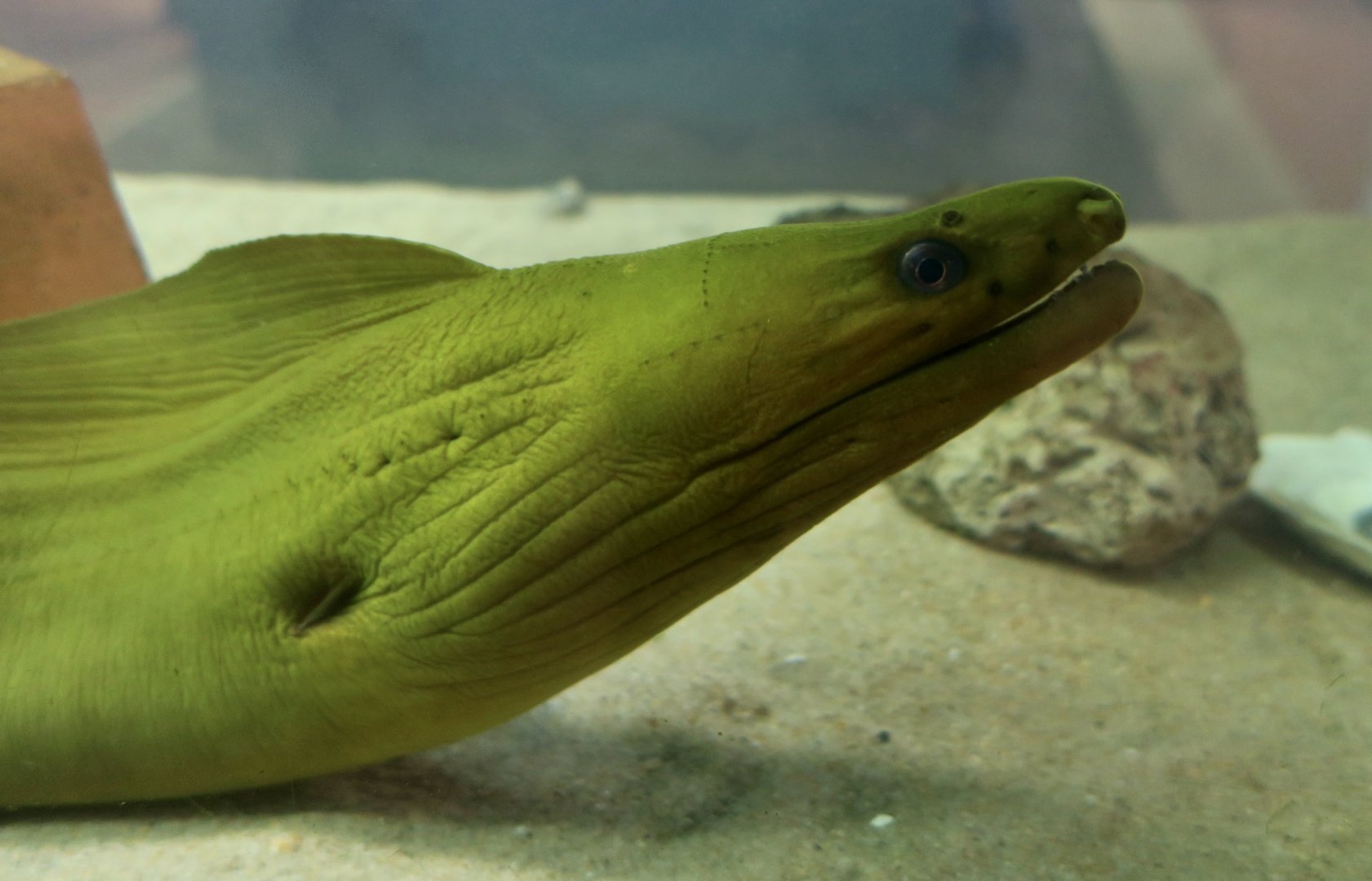 Green Moray (Gymnothorax funebris)