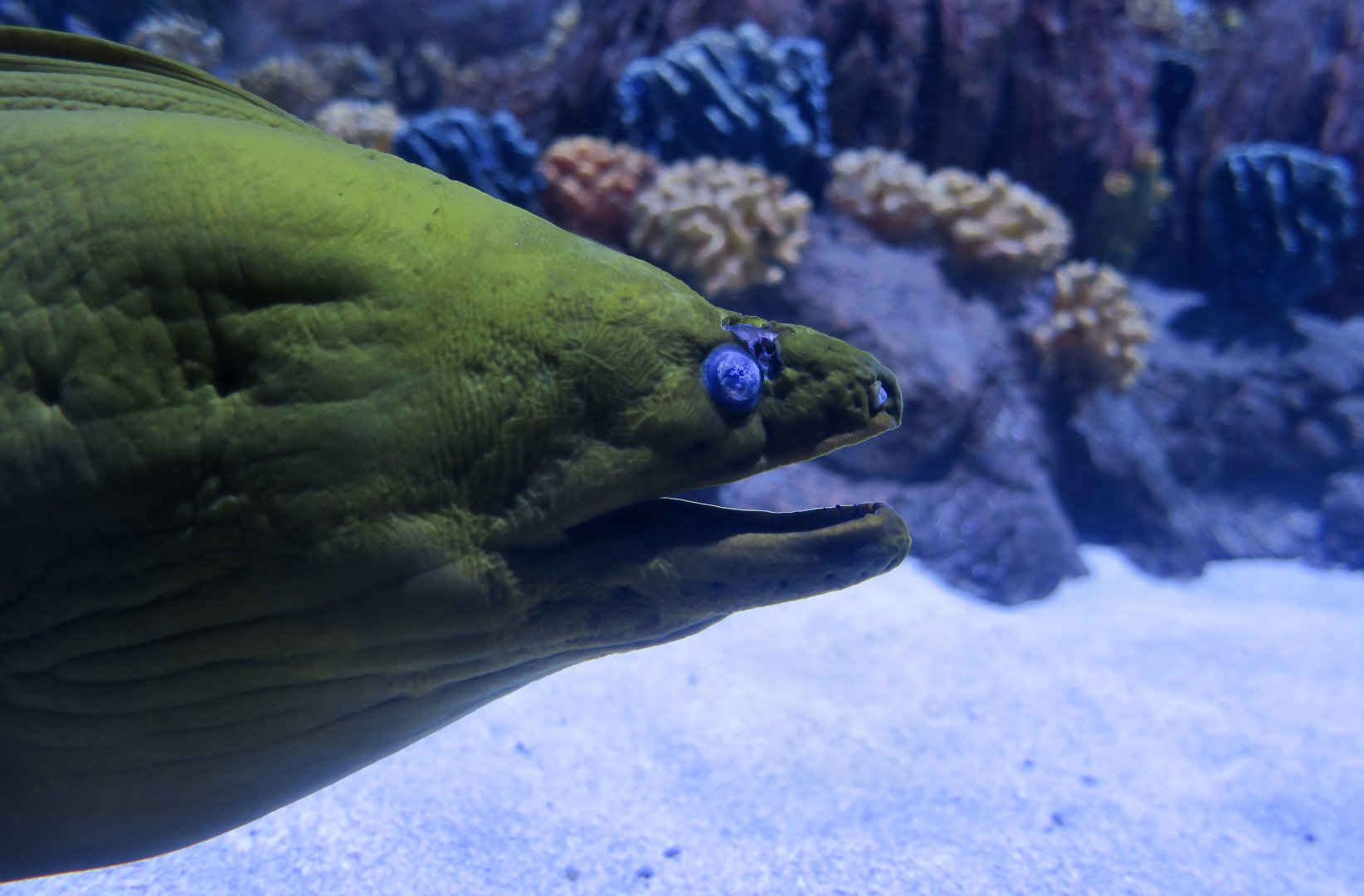 Green Moray (Gymnothorax funebris)