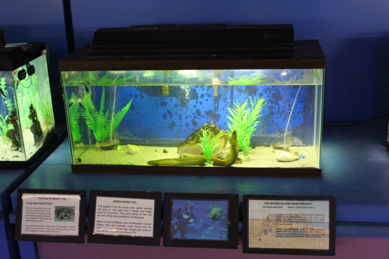 Green Moray & Long-Clawed Hermit Crab Tank