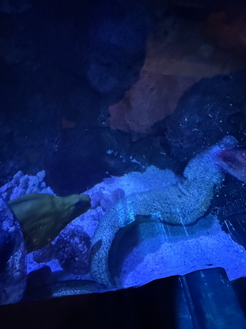 Green moray, spotted moray