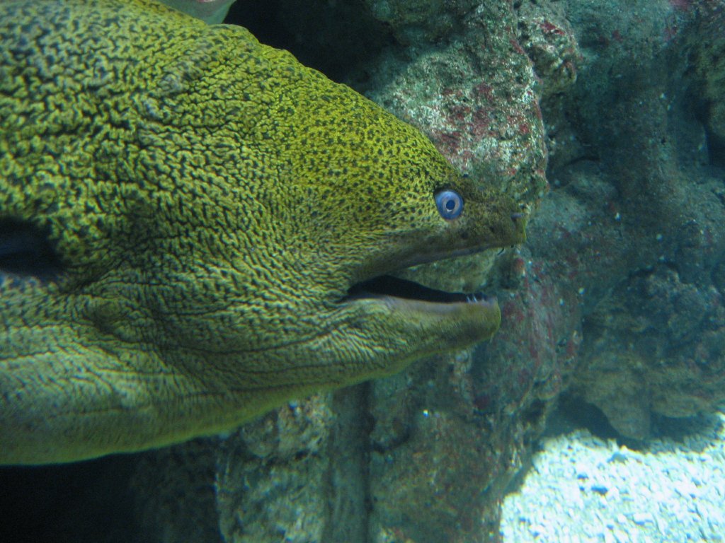 Green Moray