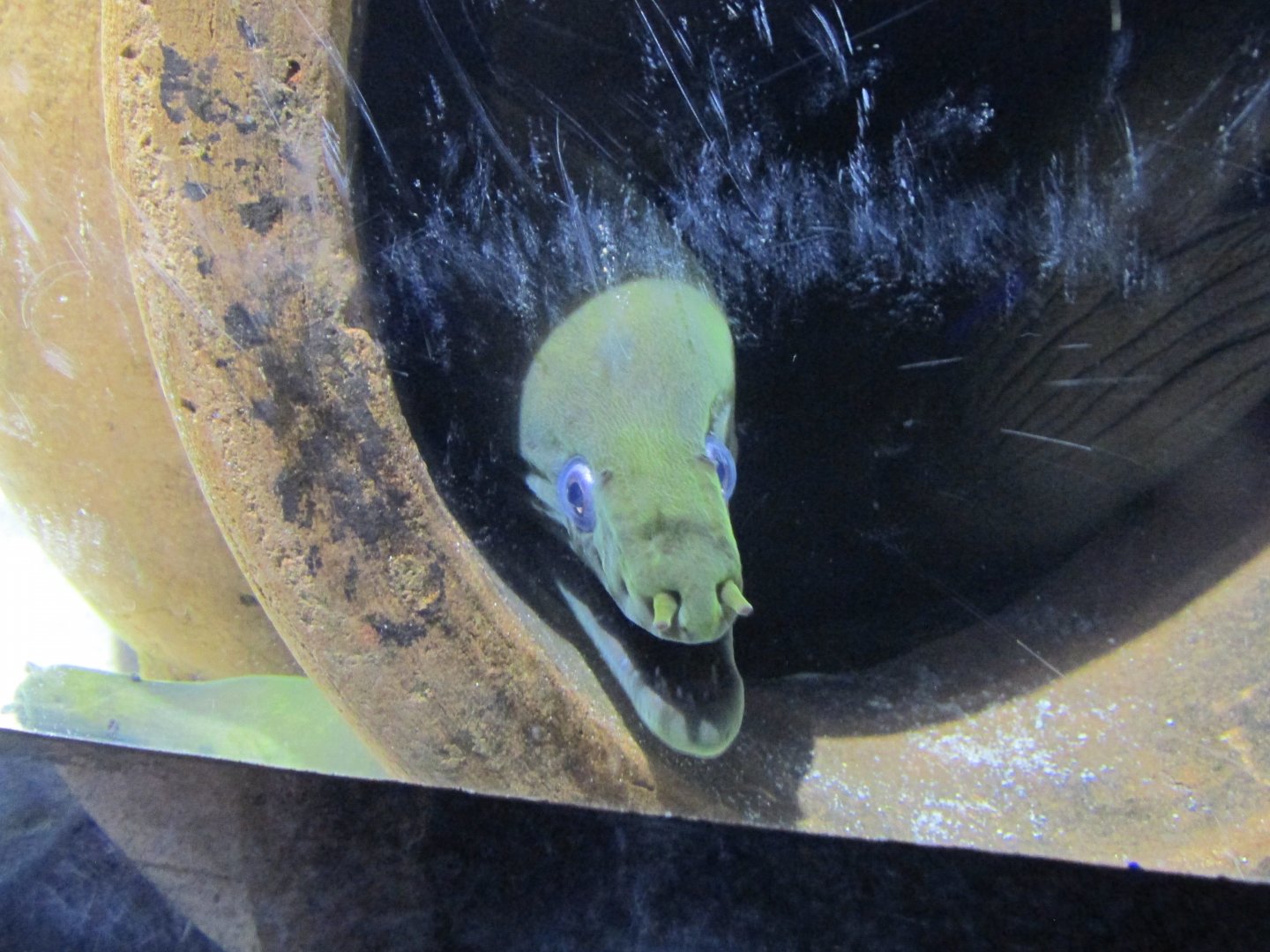 green moray