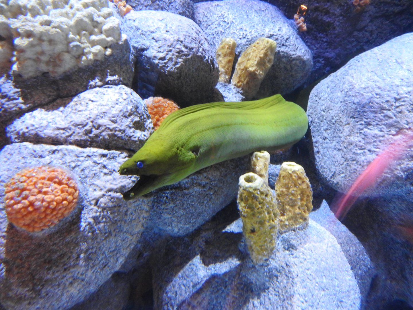 Green Moray