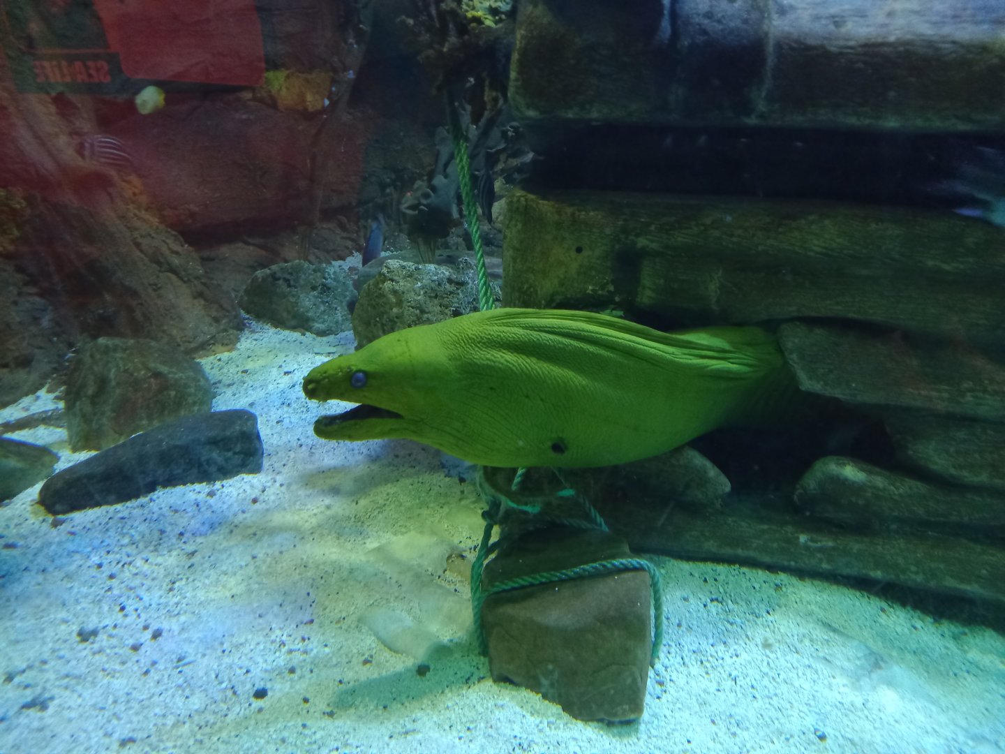 Green Moray