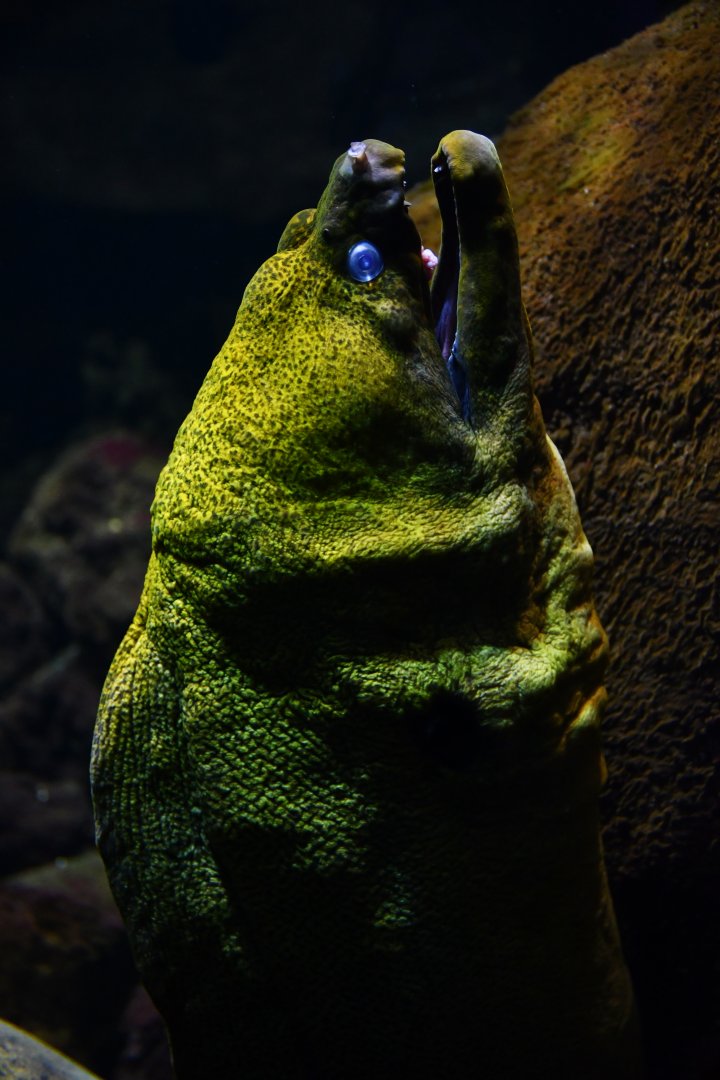 Green moray