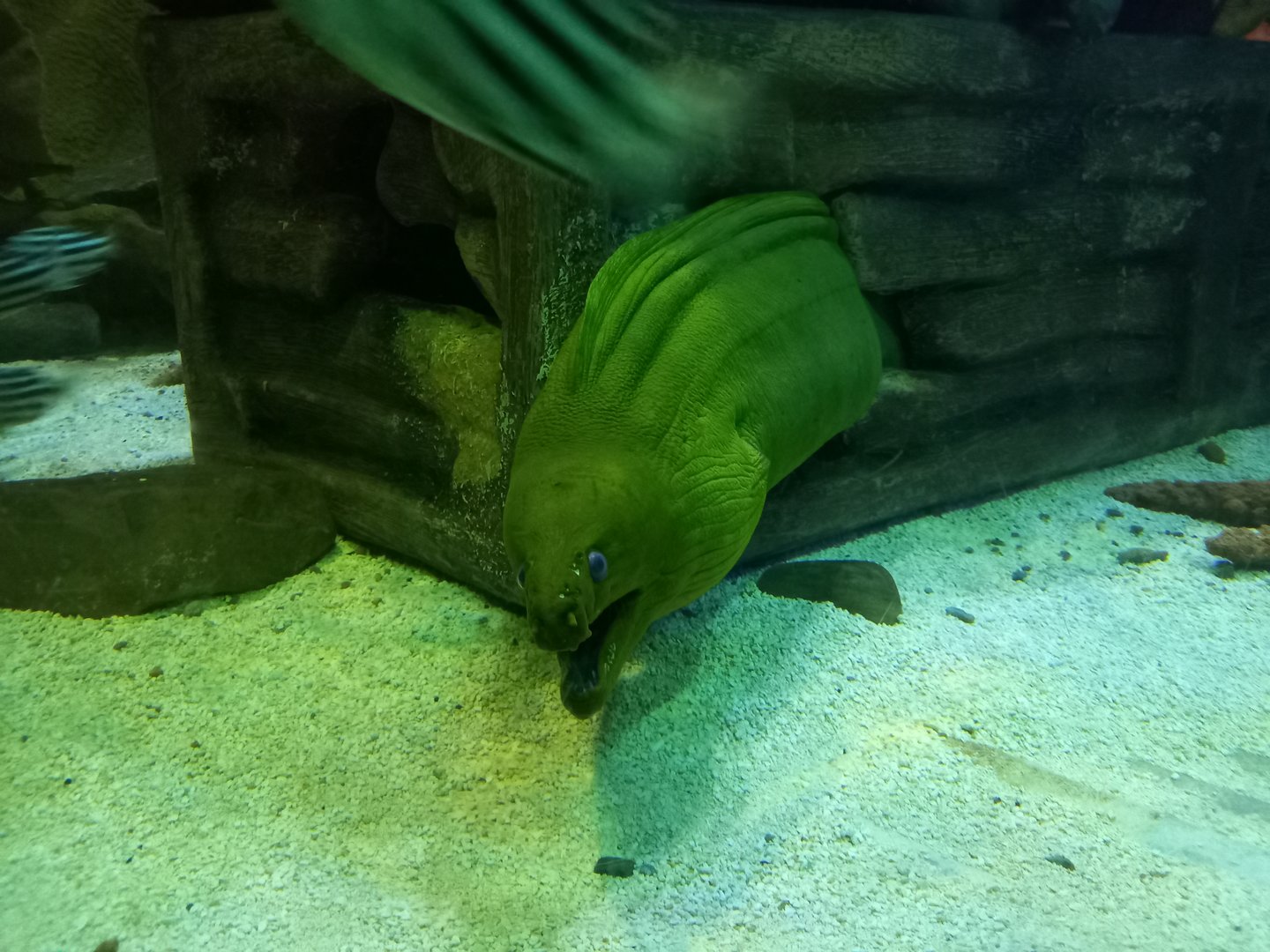 Green Moray