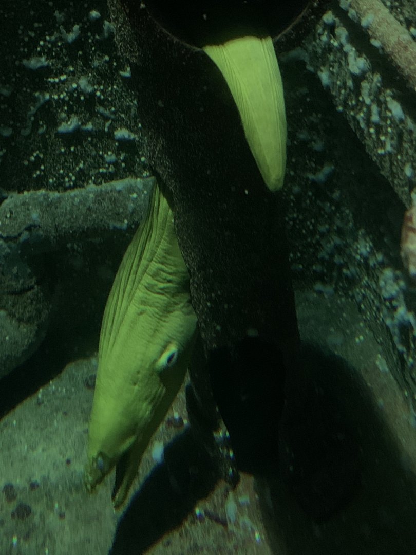 Green moray