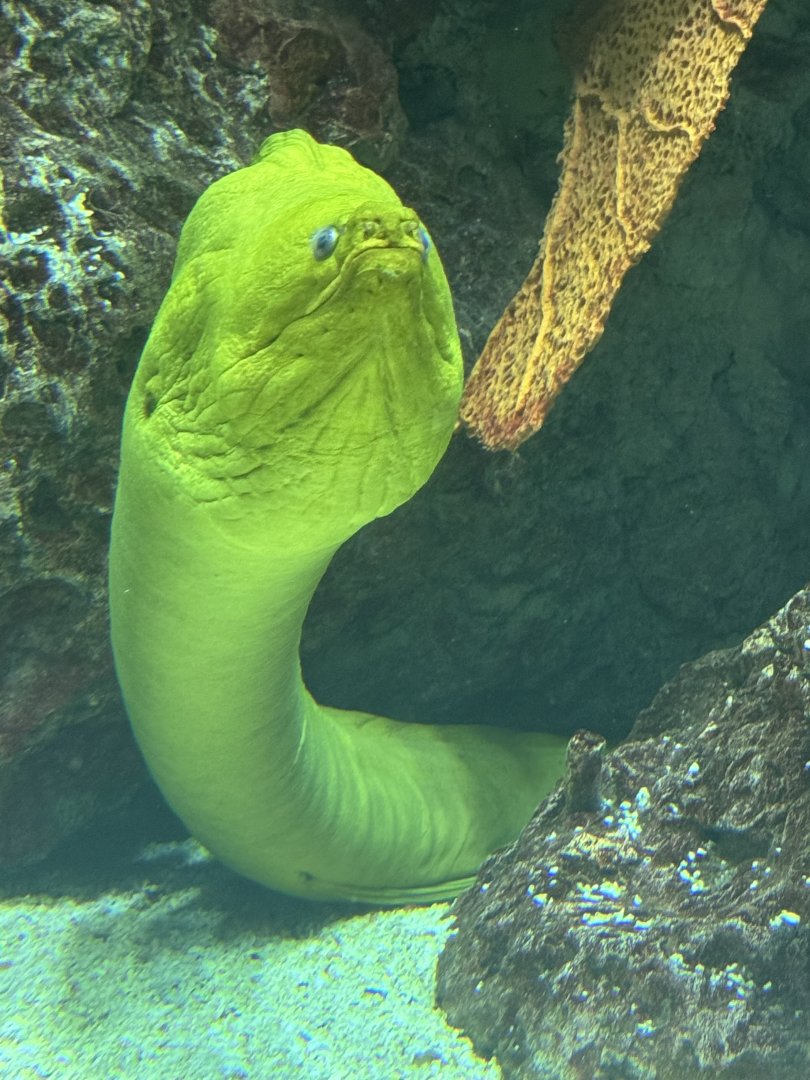 Green moray