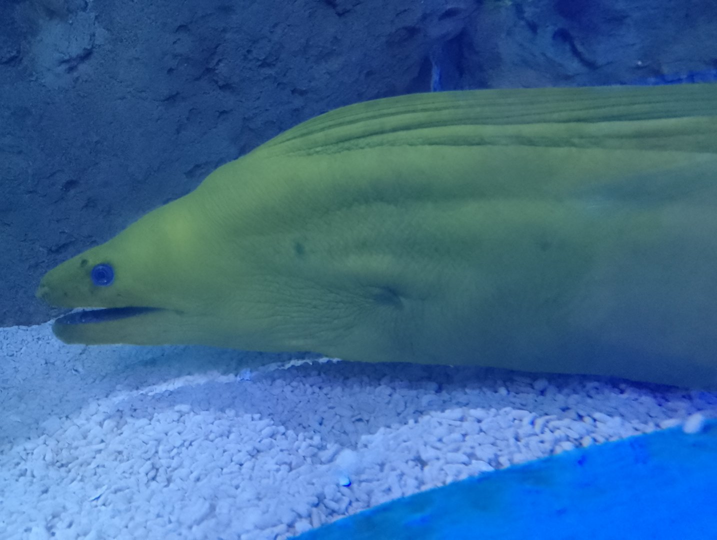 Green moray