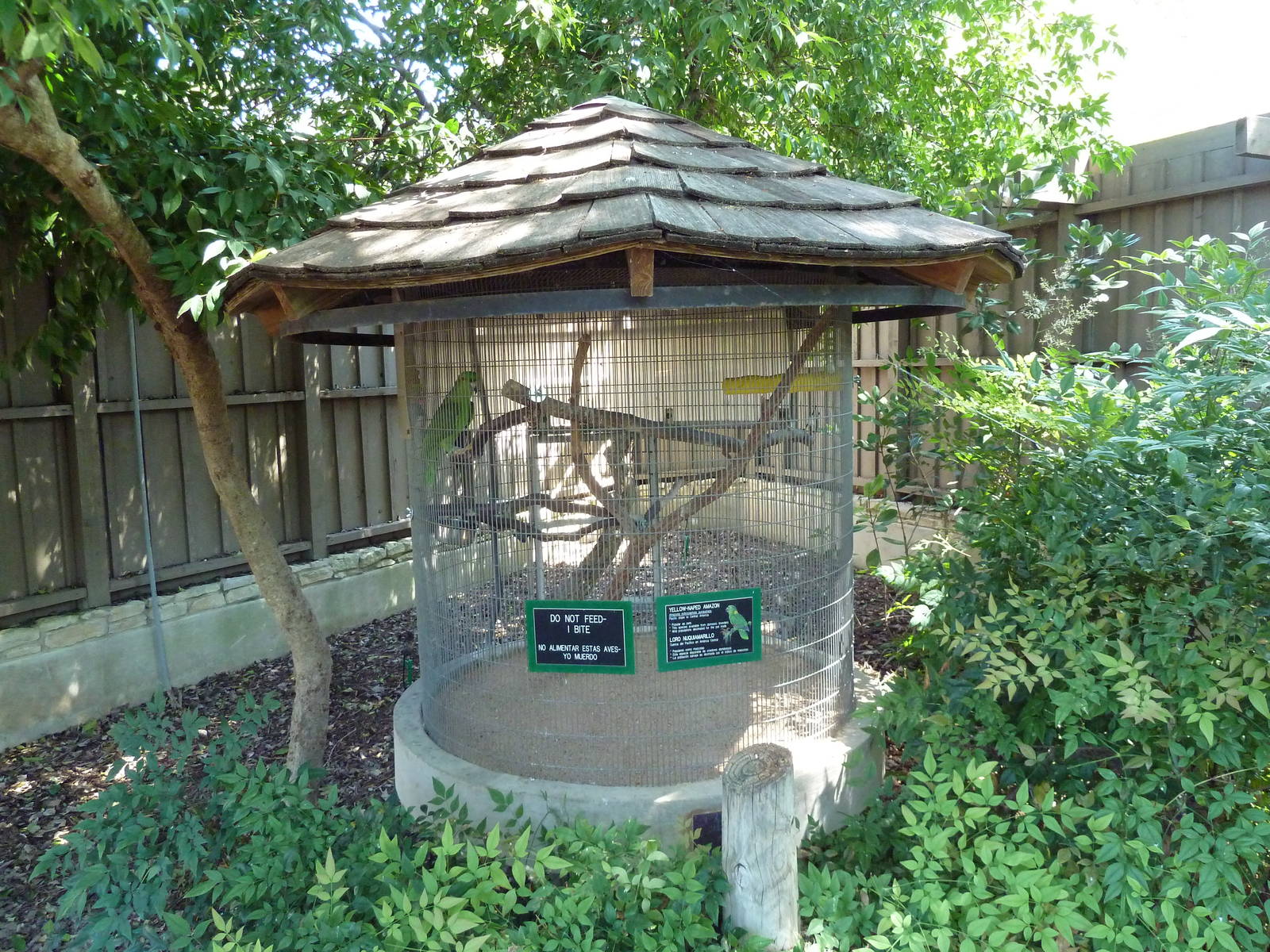 Green-Naped Amazon Exhibit