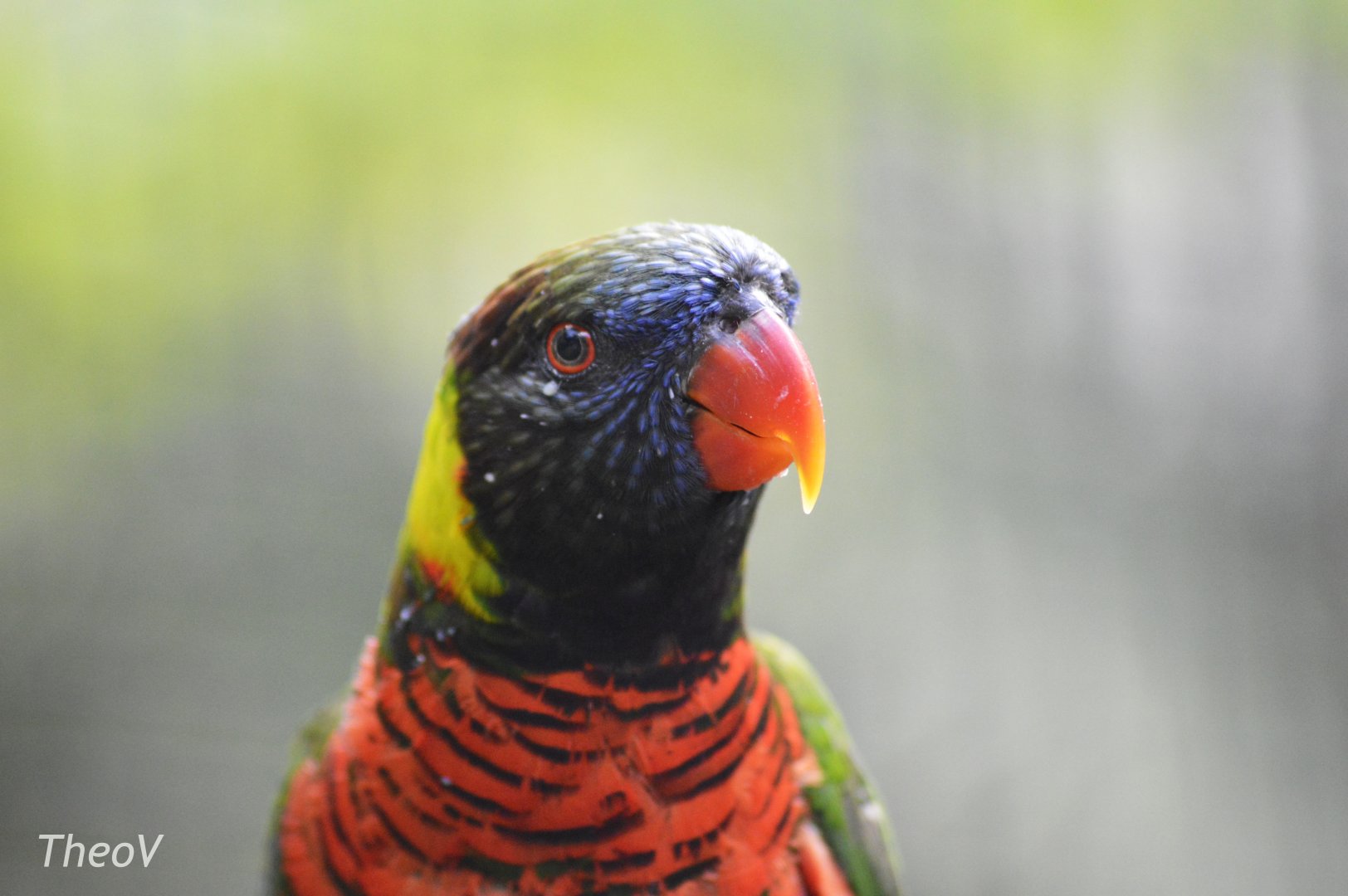 Green-naped lorikeet [2017]