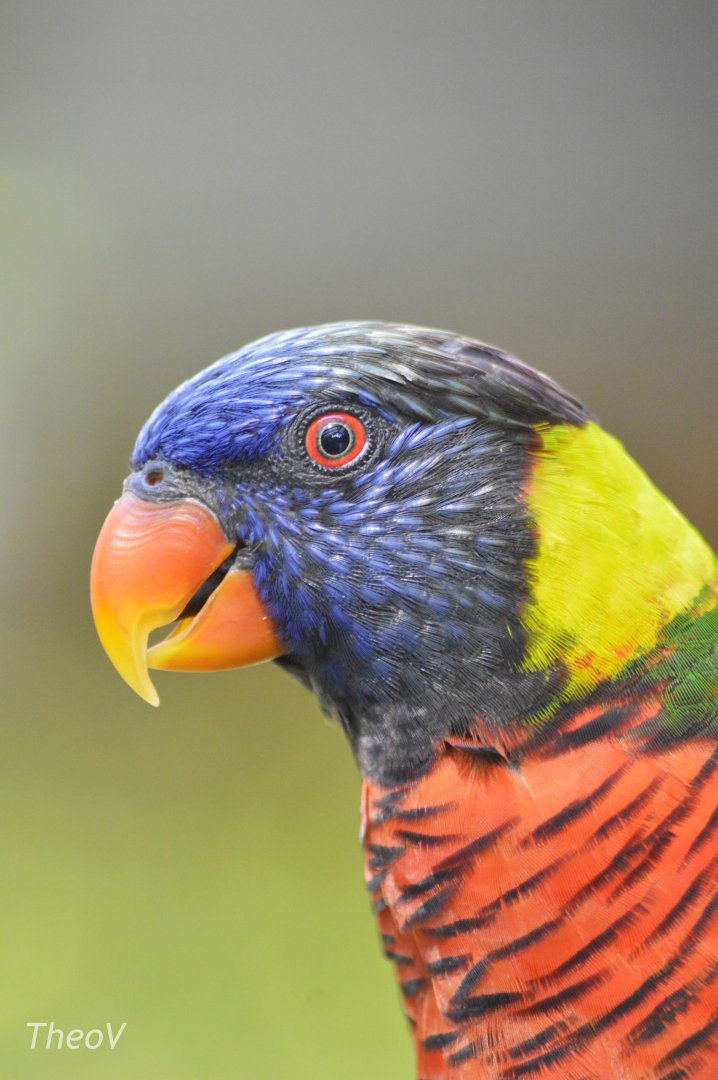 Green-naped lorikeet [2017]