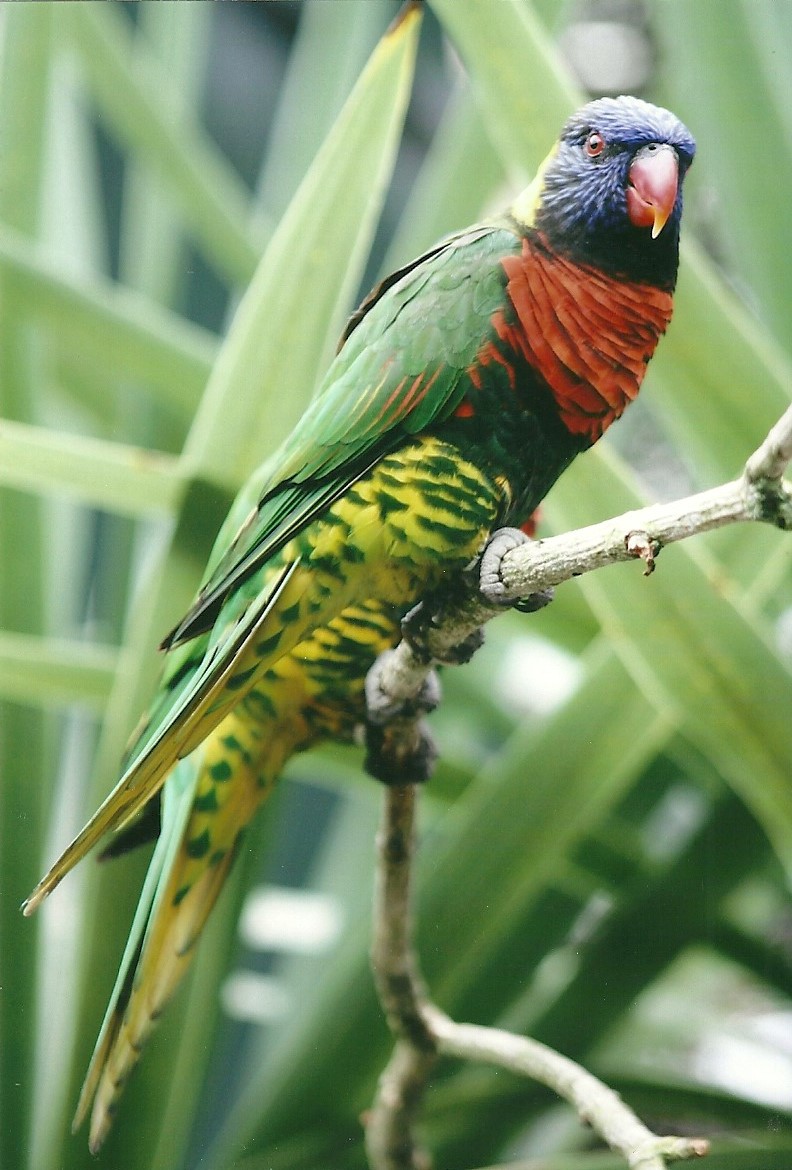Green-naped Lorikeet, 26th September 2013