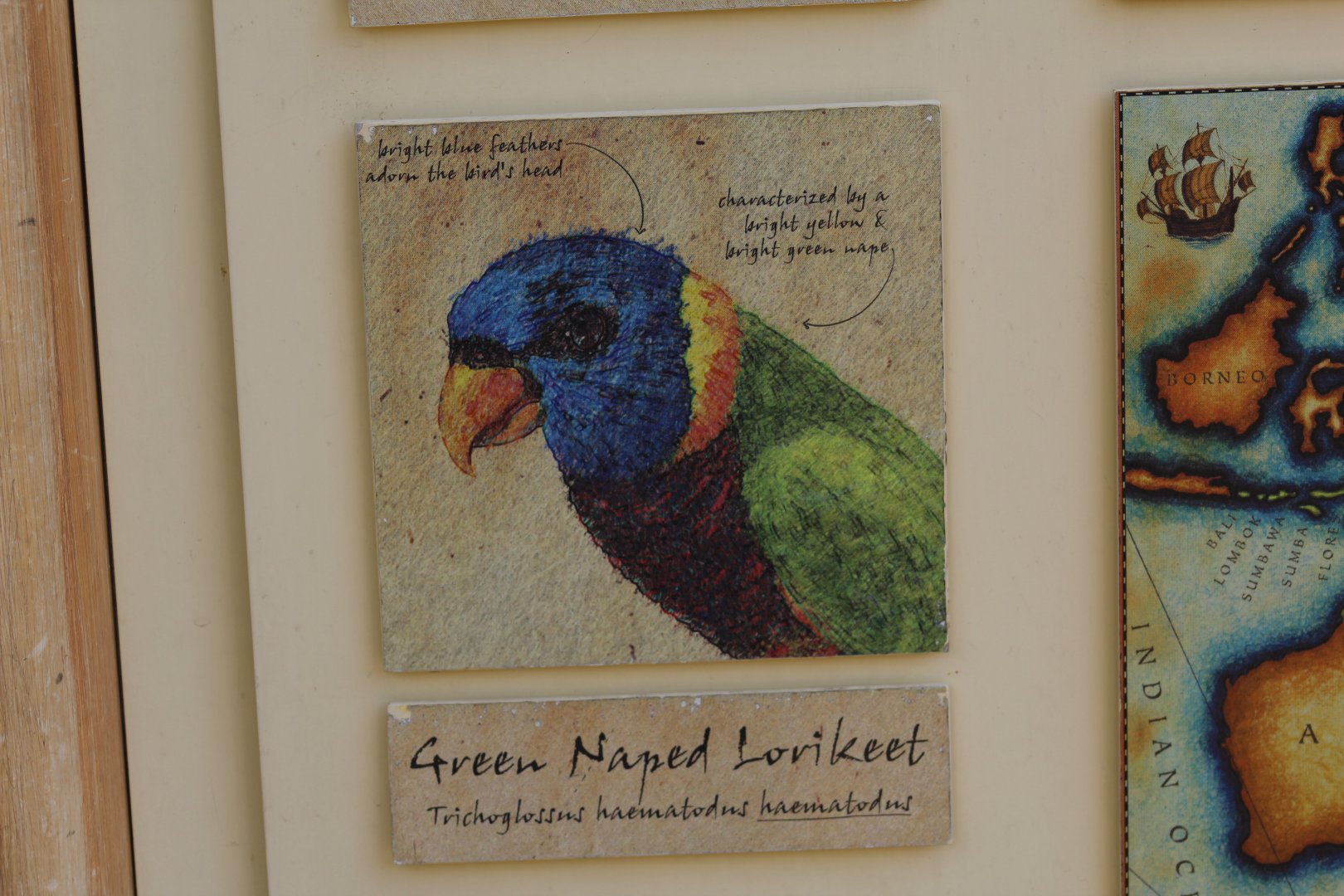 Green-Naped Lorikeet Signage