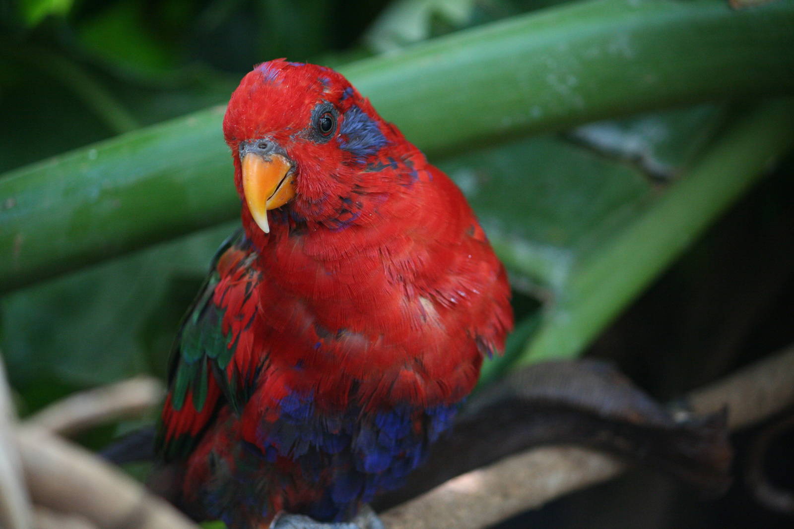 Green-naped lorikeet x Red lory