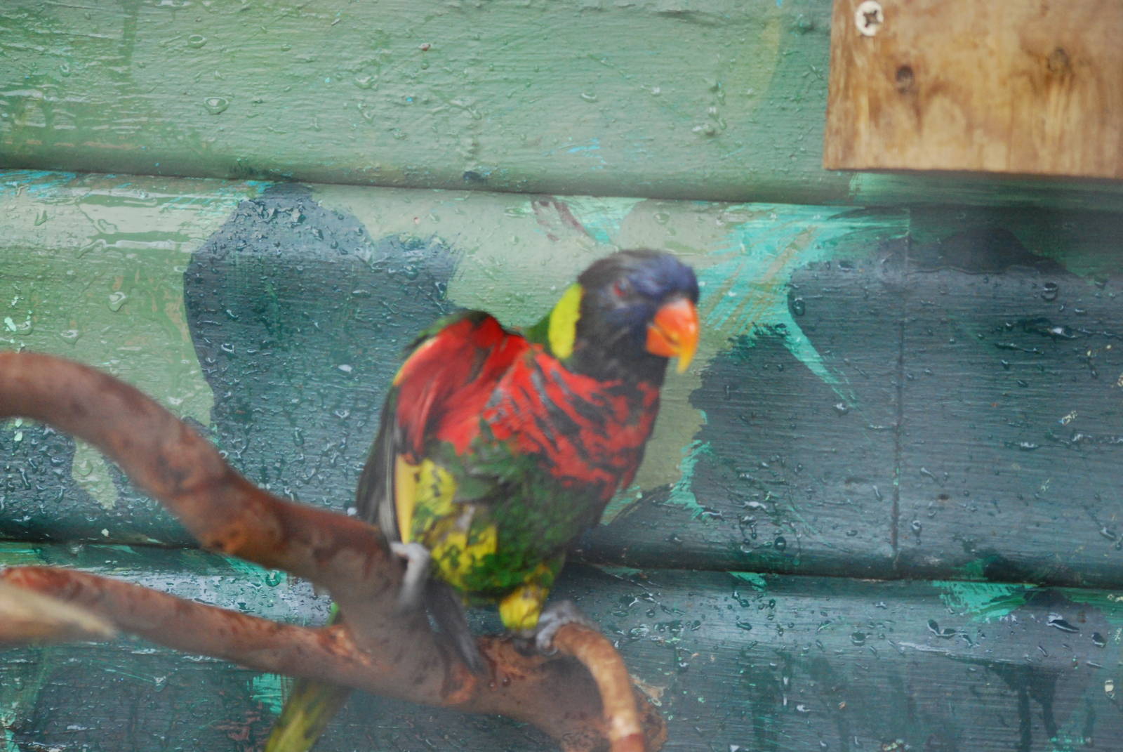 Green-naped lorikeet
