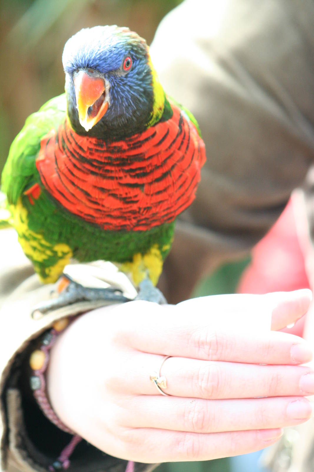 Green-naped lorikeet