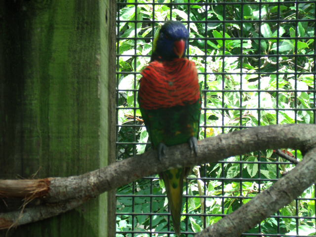 Green-Naped Lorikeet