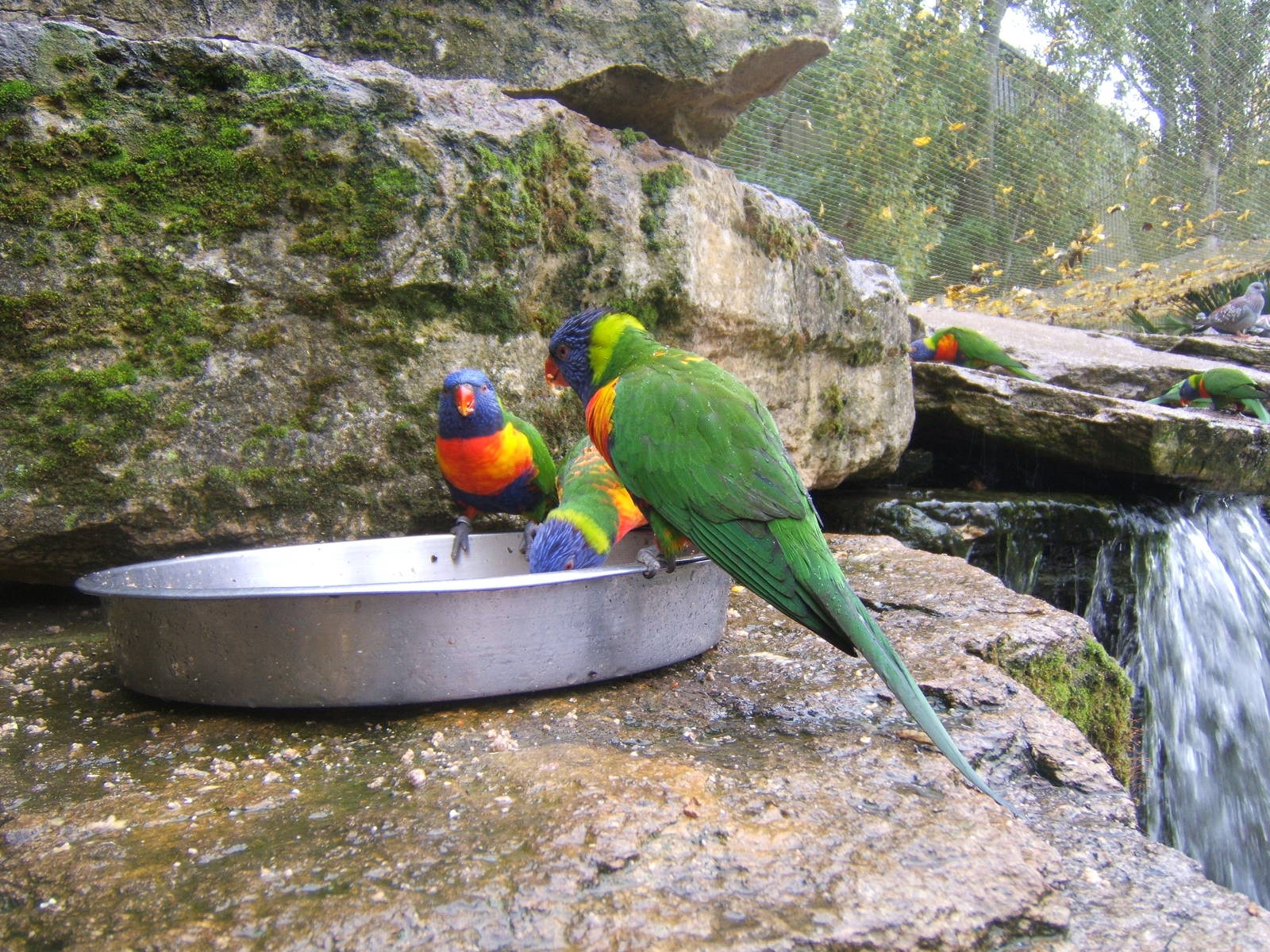 Green-naped Lorikeet