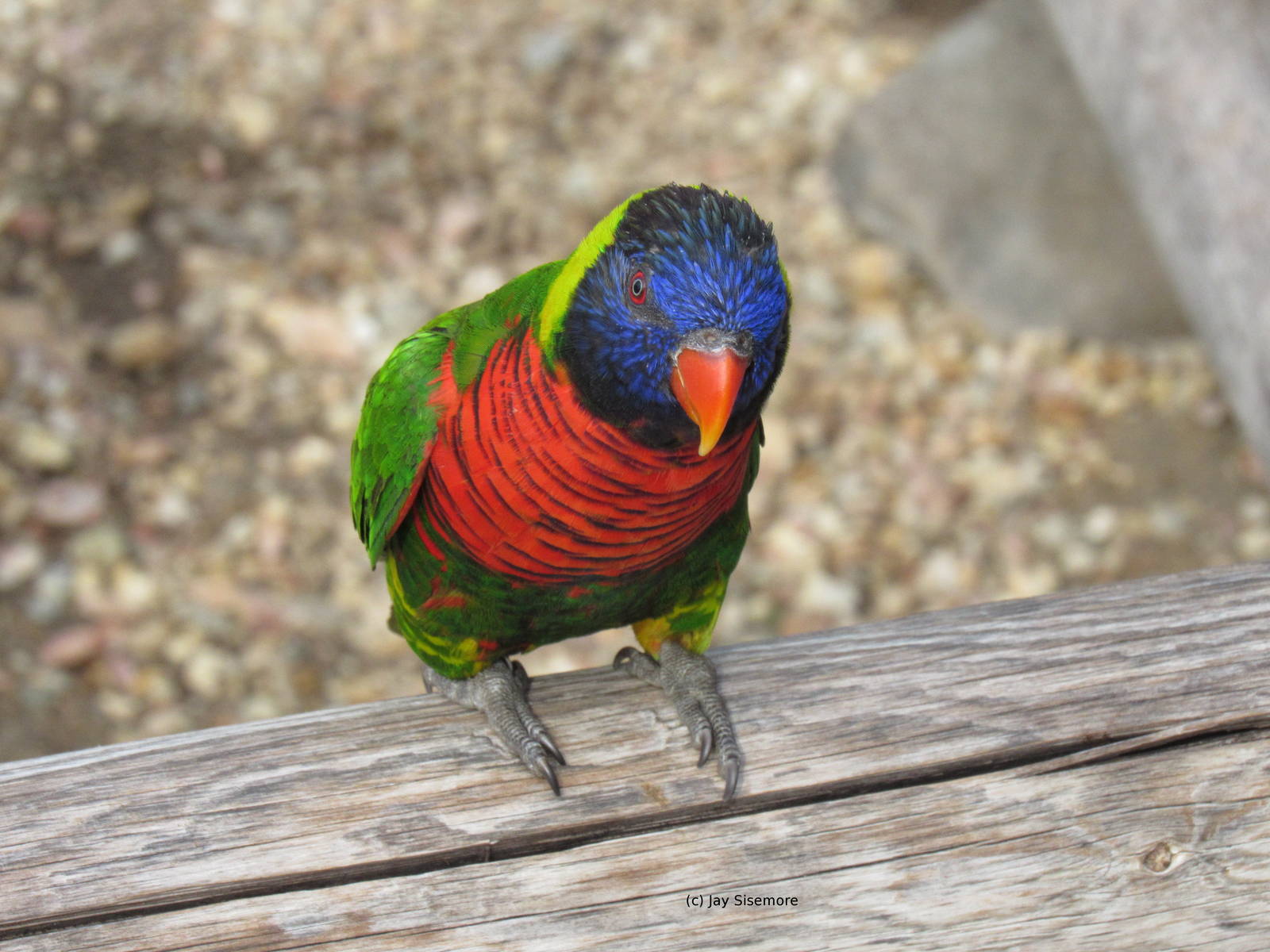 Green Naped Lorikeet