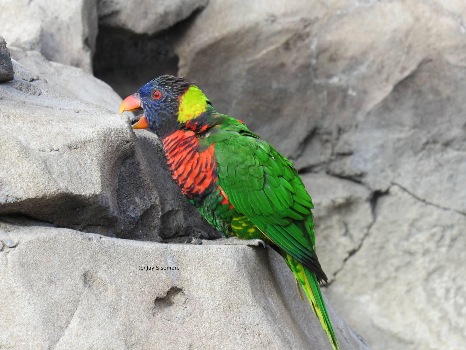 Green Naped Lorikeet