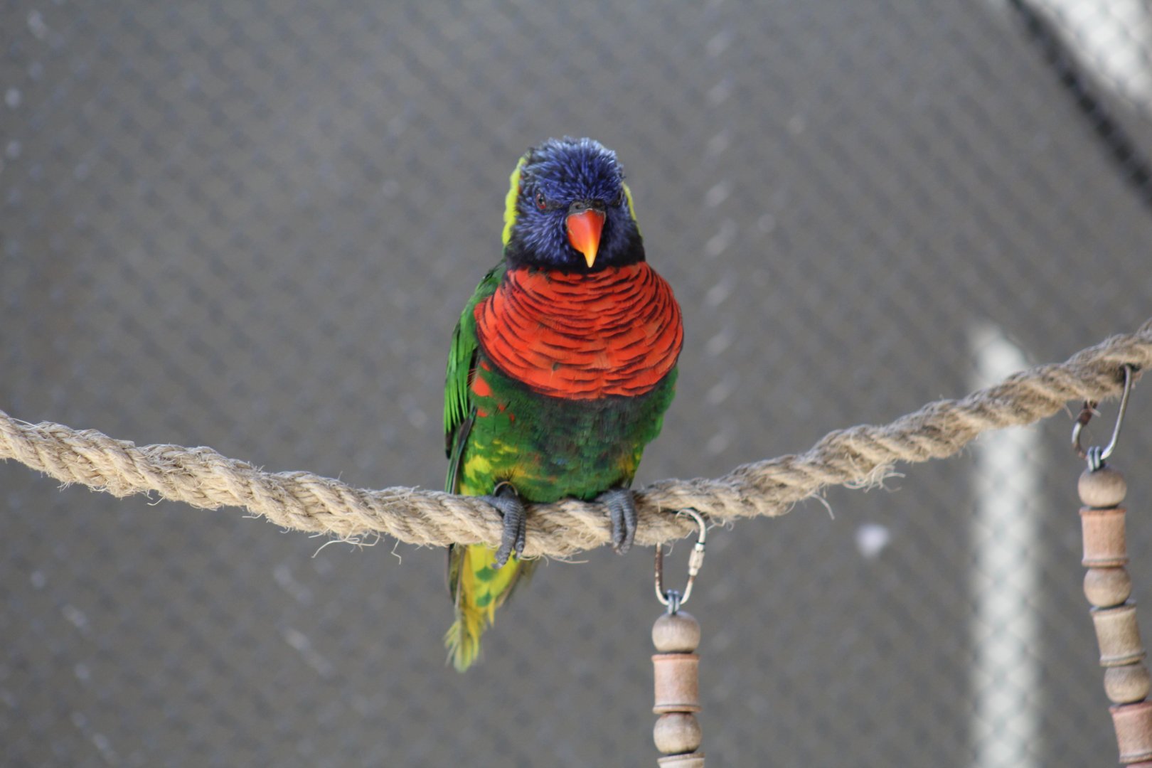 Green-Naped Lorikeet