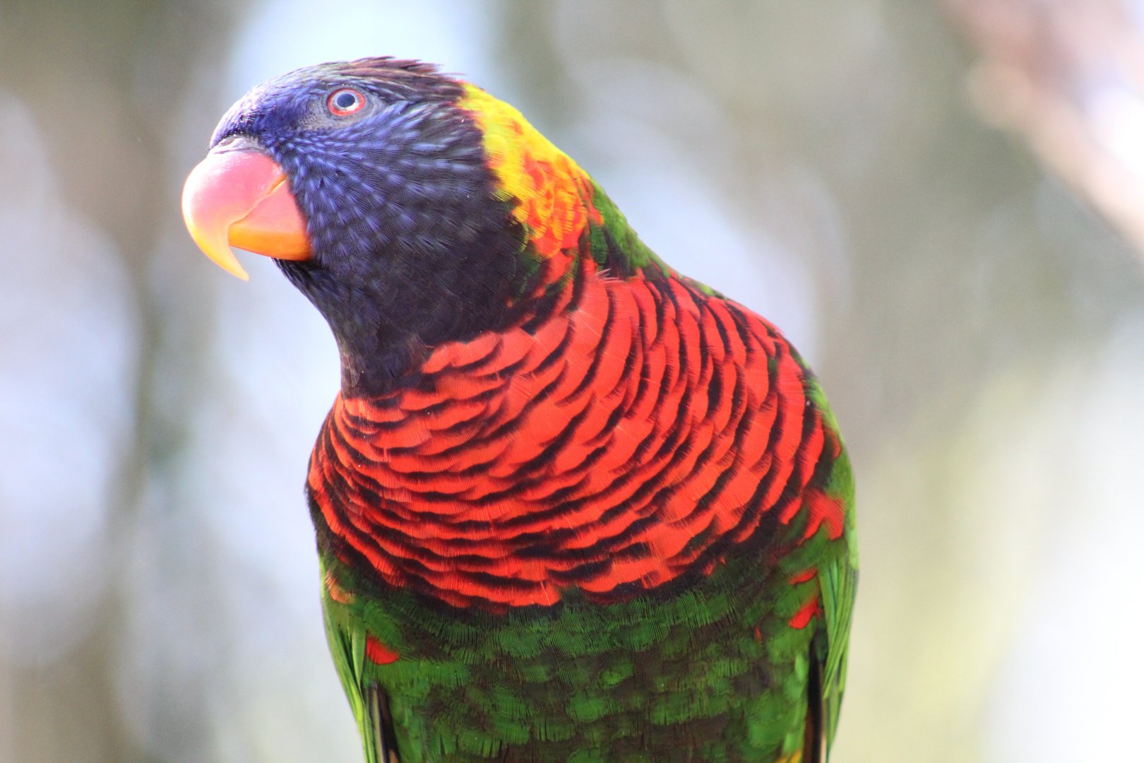 Green-Naped Lorikeet