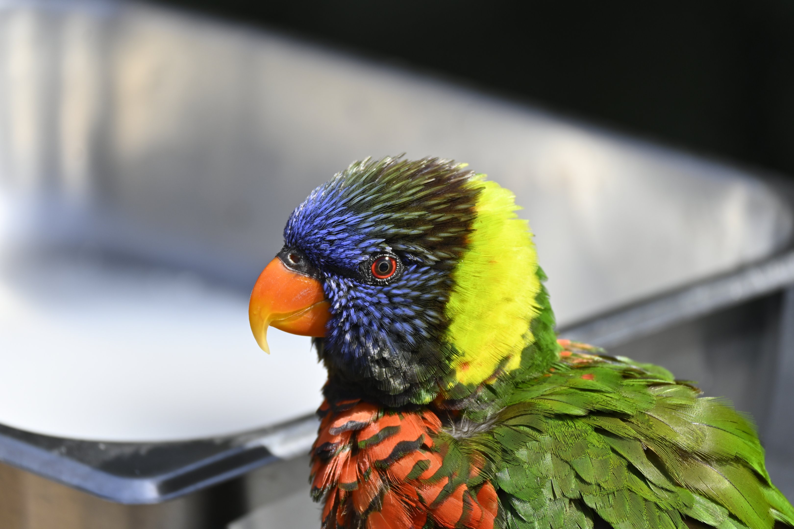 Green Naped Lorikeet