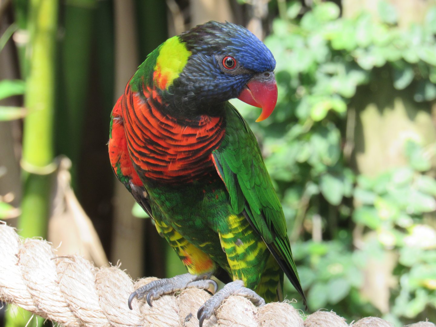 Green-Naped Lorikeet