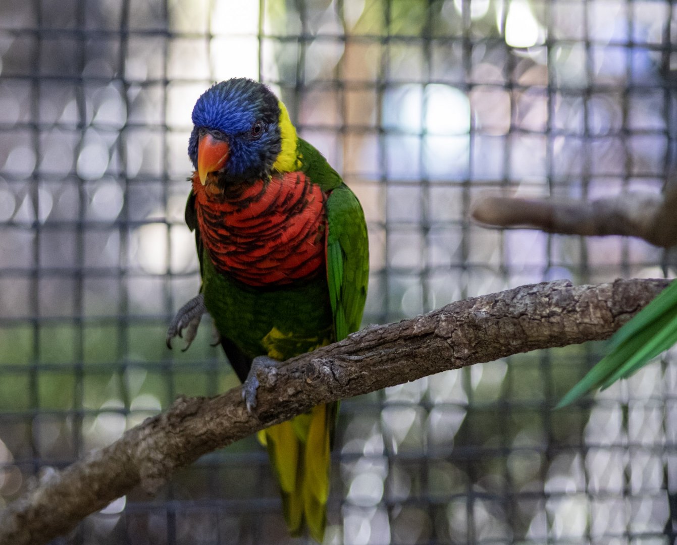 Green-naped Lorikeet