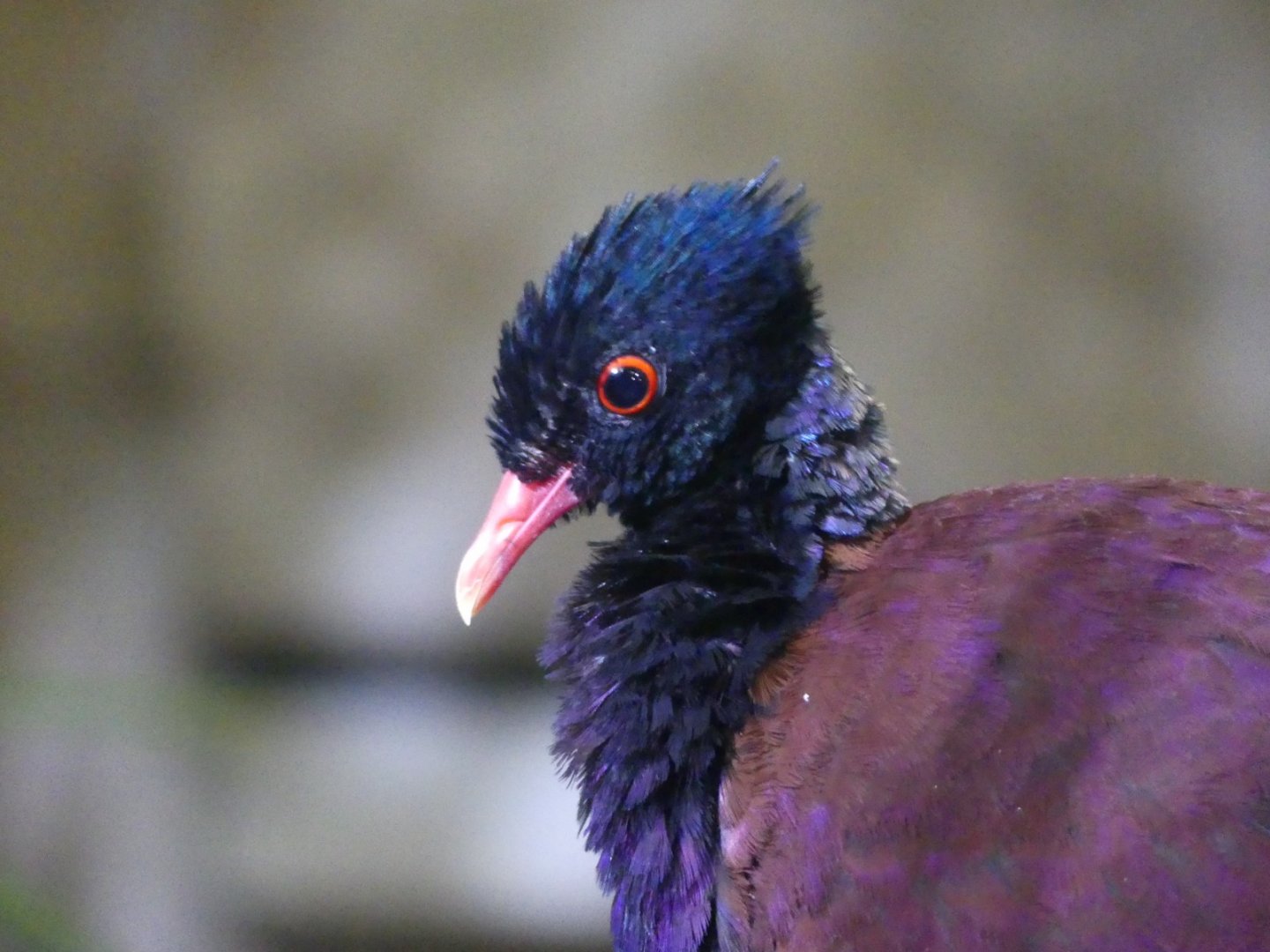 Green Naped Pheasant Pigeon - 21.10.24