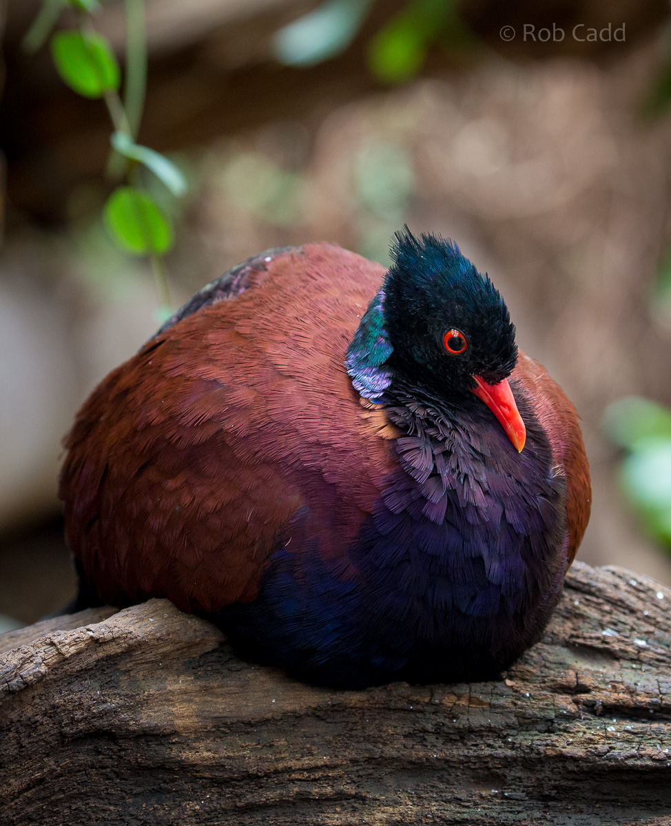 Green-naped pheasant-pigeon : Cotswold WP : 07 Feb 2016