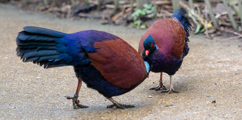 Green-naped pheasant-pigeon : Cotswold WP : 14 Jun 2019