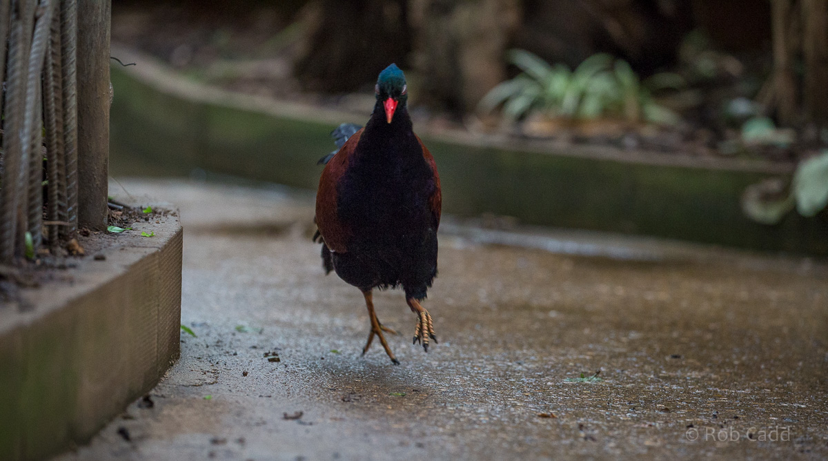 Green-naped pheasant-pigeon : Cotswold WP : 18 Dec 2015