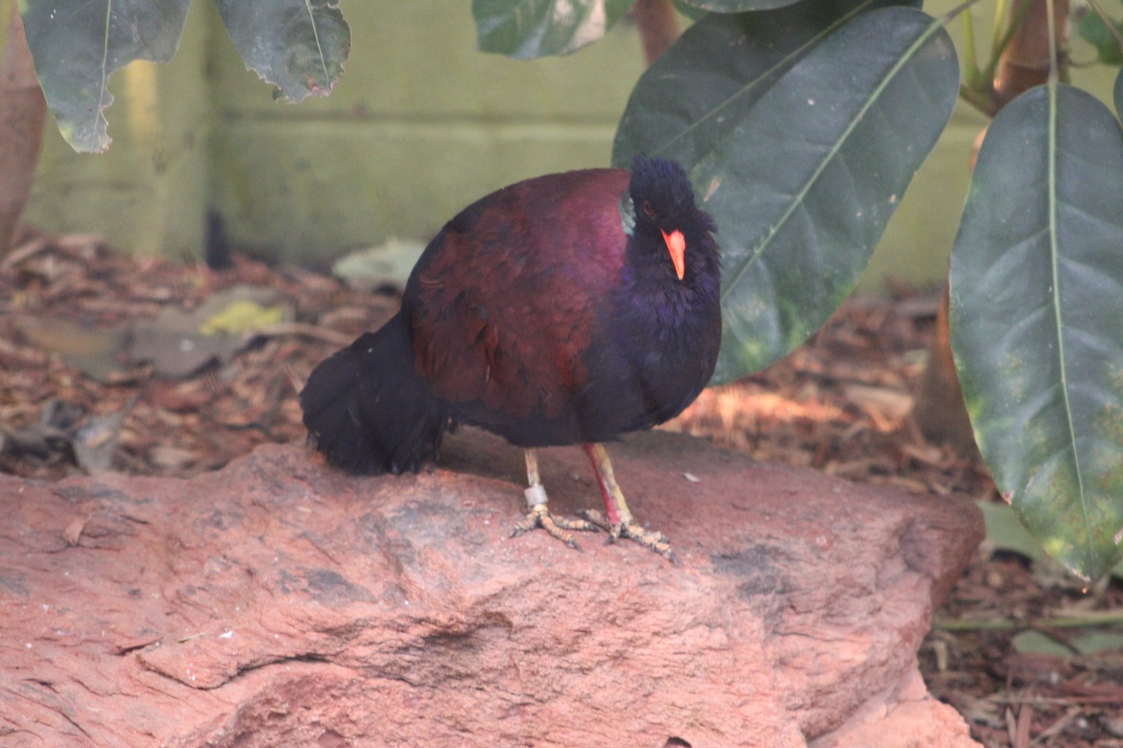 Green-Naped Pheasant Pigeon (O. n. nobilis)