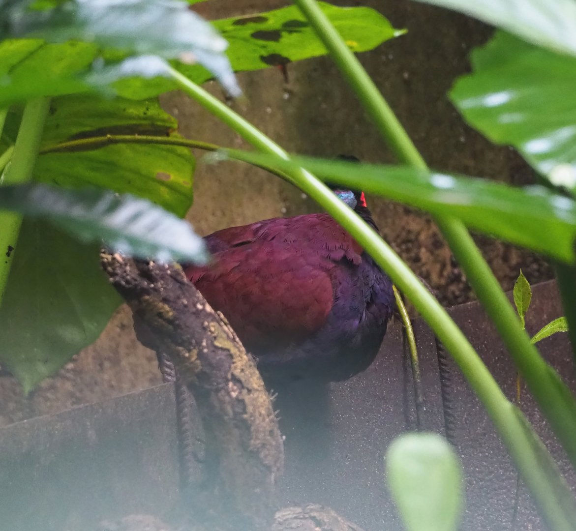 Green-naped pheasant-pigeon (Otidiphaps nobilis), 2023-10-07