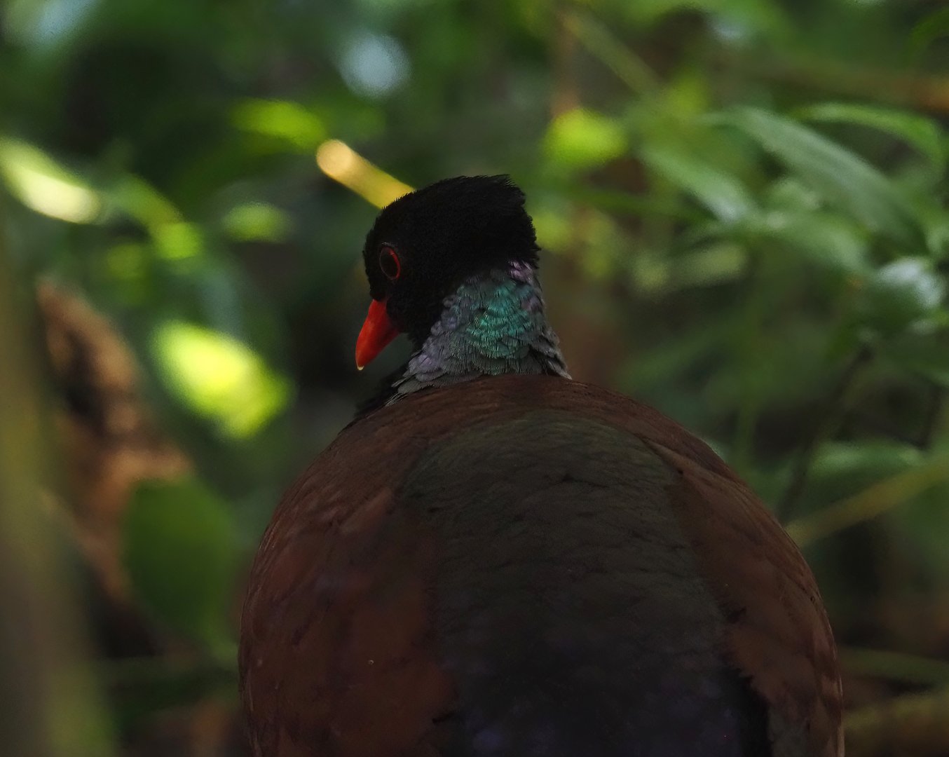 Green-naped pheasant-pigeon (Otidiphaps nobilis), 2025-05-17