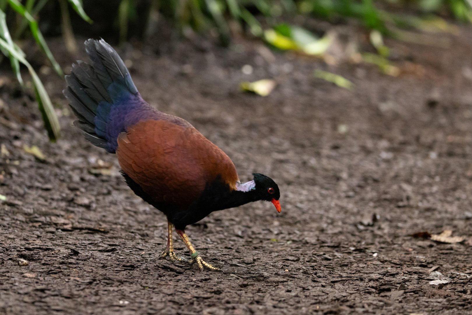 Green-naped Pheasant-pigeon (Otidiphaps nobilis) - Bush
