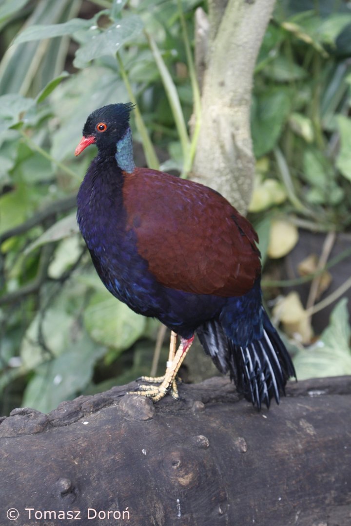 Green-naped pheasant-pigeon (Otidiphaps nobilis), January 2021
