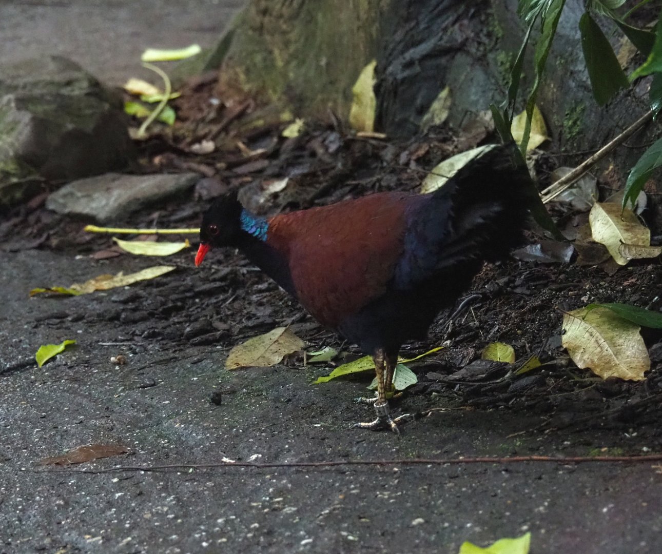 Green-naped pheasant pigeon (Otidiphaps nobilis), Sep 16th, 2018