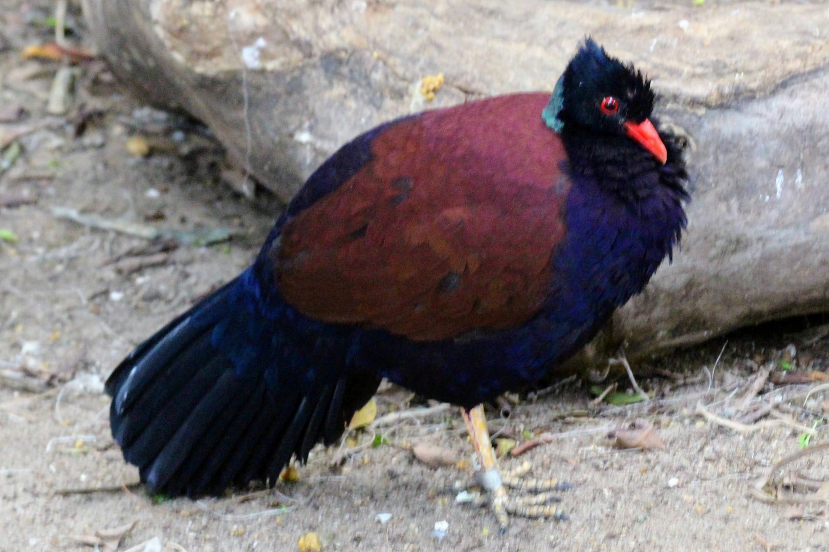 Green-naped Pheasant Pigeon (Otidiphaps nobilis)