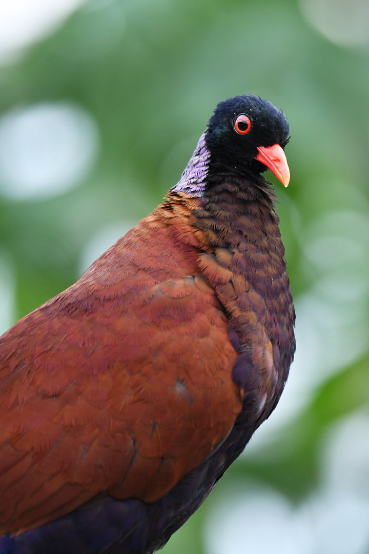 Green-naped pheasant-pigeon Otidiphaps nobilis