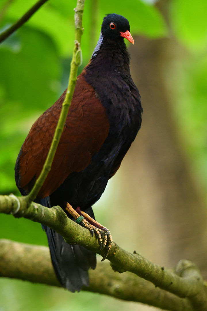 Green-naped pheasant-pigeon Otidiphaps nobilis