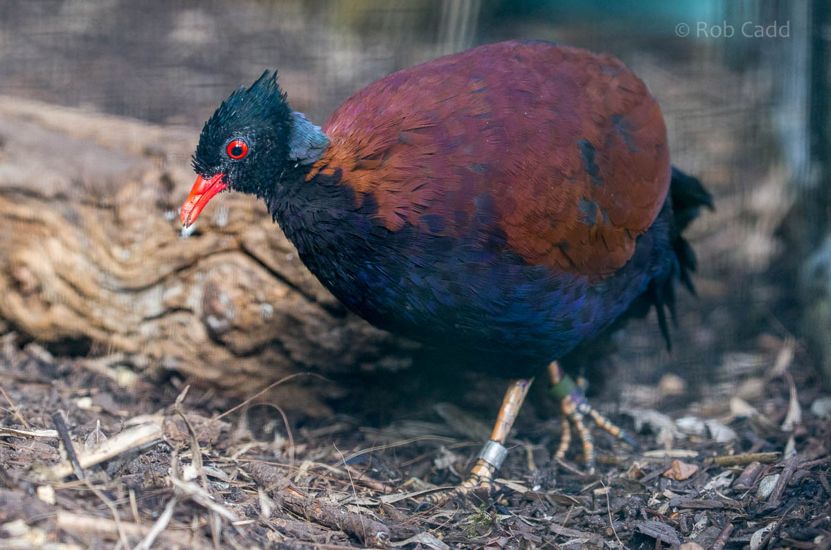 Green-naped pheasant-pigeon : Waddesdon : 09 Oct 2015