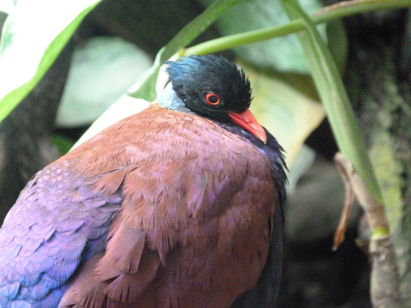 Green-naped pheasant-pigeon -Zoo Praha (2025)