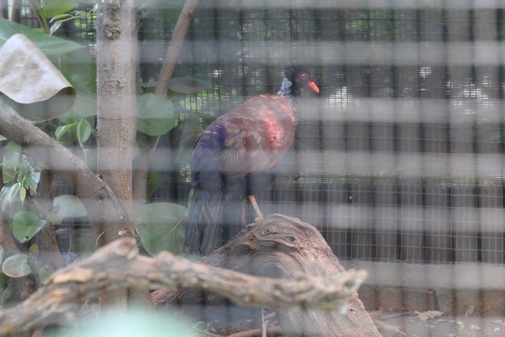 Green-naped Pheasant Pigeon